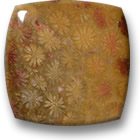 Cabujón de Coral Fósil