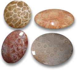 Piedras preciosas de coral fósil de Indonesia