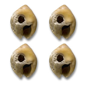 Cuentas de conchas de Nassarius