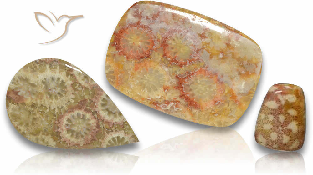 Piedras preciosas de coral fósiles
