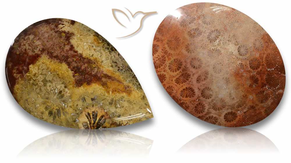 Piedras preciosas de coral fósiles