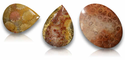 Piedras preciosas de coral fósil