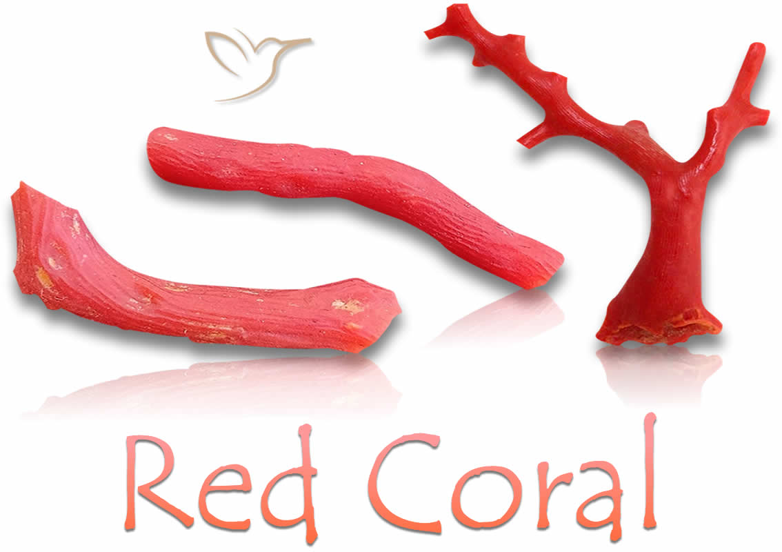 Piedras de coral rojo en bruto