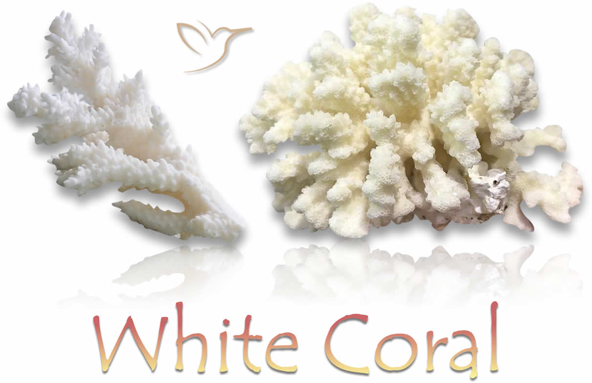 Piedras preciosas naturales de coral blanco en bruto