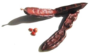 Fruto de la Algarroba