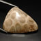 Comprar coral fosil en GemSelect