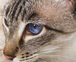 Un auténtico ojo de gato