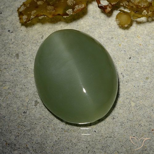 7.01ct Natural Verde militar Ojo de Gato Actinolita, Ovalada, Translúcido