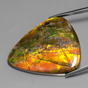 Ammolita multicolor natural de 38,54 ct, trillón, opaco