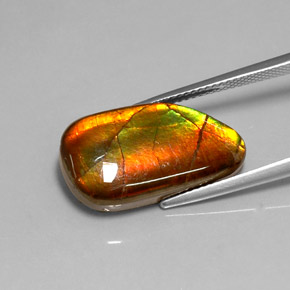 amolita Multicolor natural de 10.78 ct, Forma elegante, Opaco