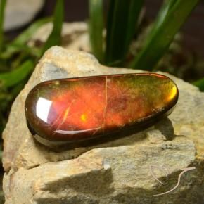 amolita Multicolor natural de 23.51 ct, Elegante, Opaco