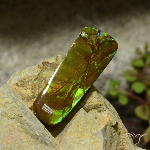 17.42ct Natural Multicolor amolita, Elegante, Opaco