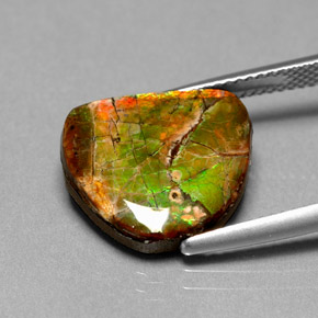 Ammolita multicolor natural de 7,00 ct, forma elegante, opaco