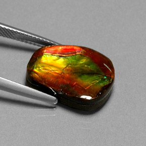 Ammolita multicolor natural de 10,55 ct, forma elegante, opaco