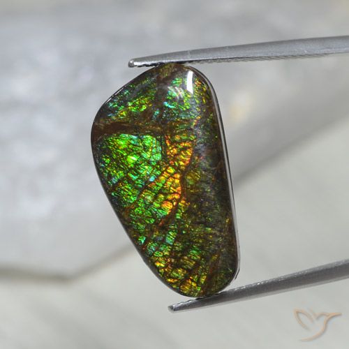 11.60ct Natural Multicolor amolita, Elegante, Opaco