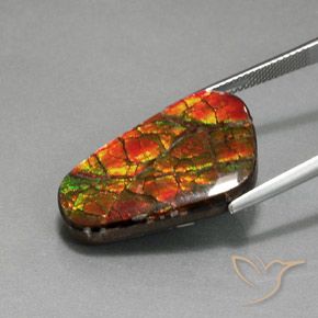 amolita Multicolor natural de 18.59 ct, Elegante, Opaco