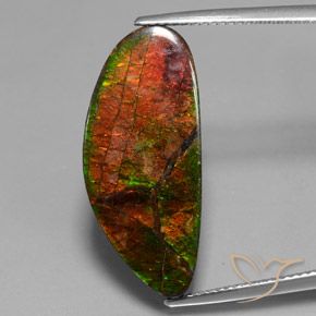 12.10ct Natural Multicolor amolita, Elegante, Opaco