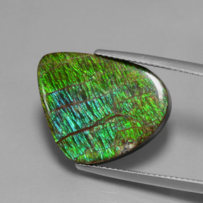Ammolita multicolor natural de 12,97 ct, forma elegante, opaco
