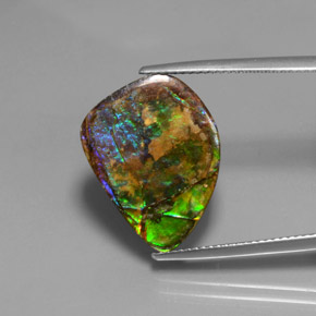 amolita Multicolor natural de 10.38 ct, Forma elegante, Opaco
