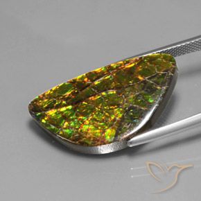 amolita Multicolor natural de 17.66 ct, Elegante, Opaco