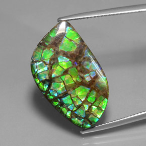amolita Multicolor natural de 16.96 ct, Forma elegante, Opaco