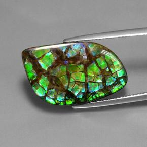 amolita Multicolor natural de 16.96 ct, Forma elegante, Opaco