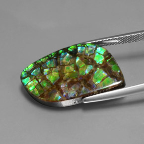 amolita Multicolor natural de 16.96 ct, Forma elegante, Opaco