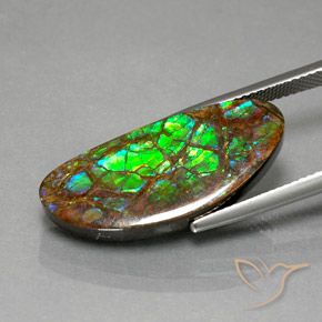 amolita Multicolor natural de 12.02 ct, Elegante, Opaco