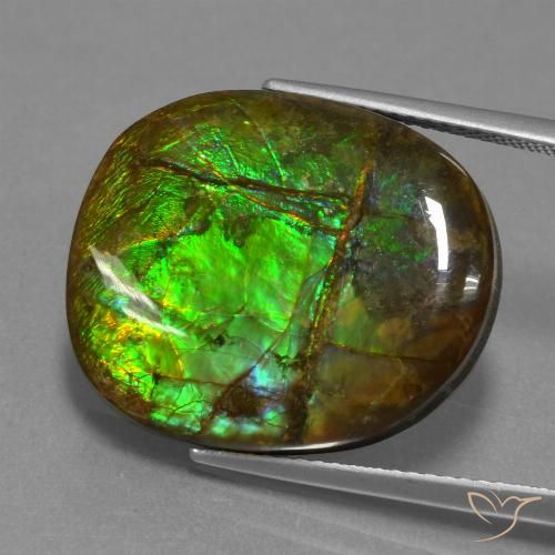 16.29ct Natural Multicolor amolita, Elegante, Opaco
