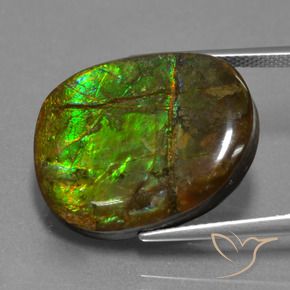 amolita Multicolor natural de 16.29 ct, Elegante, Opaco