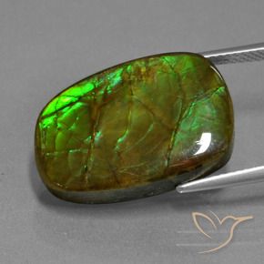 amolita Multicolor natural de 13.93 ct, Elegante, Opaco