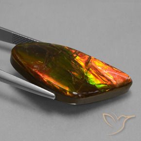amolita Multicolor natural de 21.71 ct, Elegante, Opaco