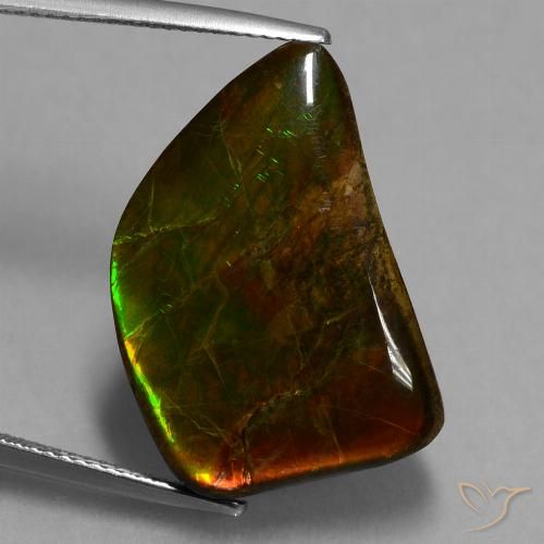 15.62ct Natural Multicolor amolita, Elegante, Opaco