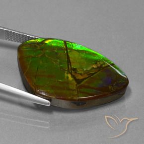 amolita Multicolor natural de 24.51 ct, Elegante, Opaco