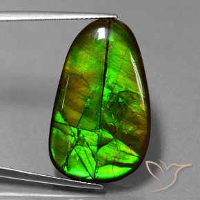 amolita Multicolor natural de 21.60 ct, Elegante, Opaco