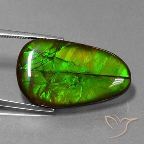 amolita Multicolor natural de 21.60 ct, Elegante, Opaco