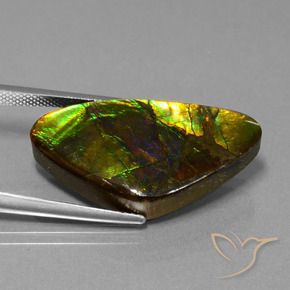 amolita Multicolor natural de 18.77 ct, Elegante, Opaco