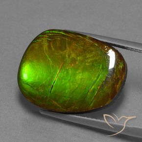 amolita Multicolor natural de 14.13 ct, Elegante, Opaco