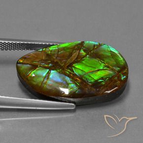 amolita Multicolor natural de 18.19 ct, Elegante, Opaco