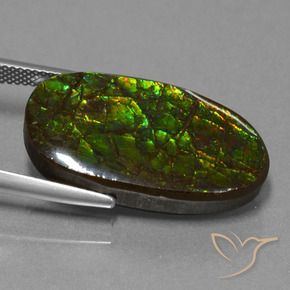 amolita Multicolor natural de 21.50 ct, Elegante, Opaco