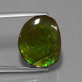 amolita Multicolor natural de 10.58 ct, Forma elegante, Opaco