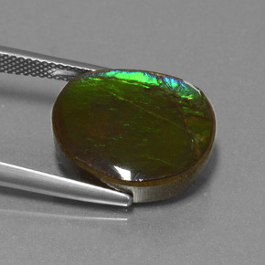 amolita Multicolor natural de 10.58 ct, Forma elegante, Opaco