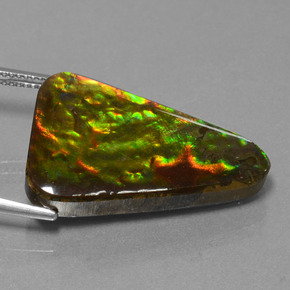 Ammolita multicolor natural de 20,75 ct, trillón, opaco