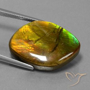 amolita Multicolor natural de 16.27 ct, Elegante, Opaco