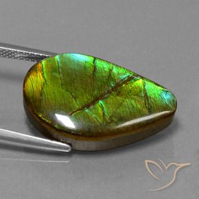 amolita Multicolor natural de 13.12 ct, Elegante, Opaco