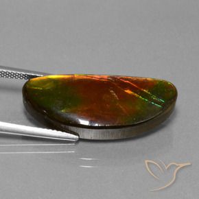 amolita Multicolor natural de 14.62 ct, Elegante, Opaco