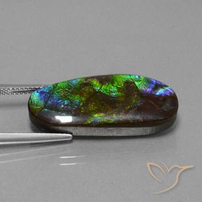 amolita Multicolor natural de 16.37 ct, Elegante, Opaco