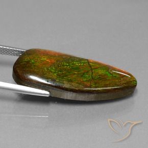 amolita Multicolor natural de 18.13 ct, Elegante, Opaco