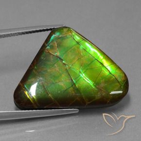 amolita Multicolor natural de 21.83 ct, Trillón, Opaco