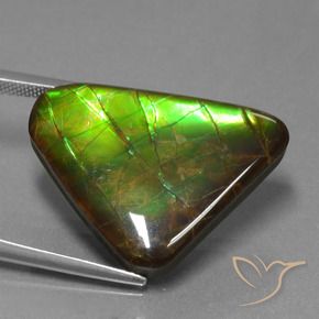 amolita Multicolor natural de 21.83 ct, Trillón, Opaco